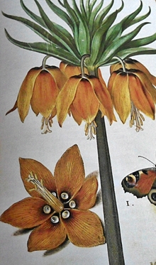 Año 1576 Corona imperialis maior-llegaron a tener más de 50 flores