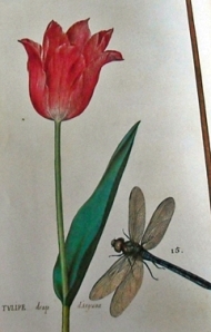 Tulipán baño de plata, especie rarísima. Abajo libélula mayor que se conoce en los alrededores de París.