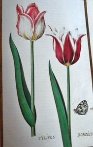 Tulipanes orlados"mariposa que se encuentra en los bosques en agosto y septiembre".