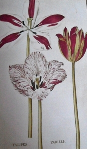 Tulipanes variados
